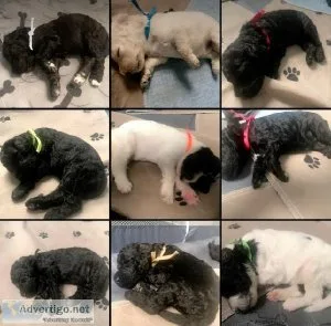 Standard Poodle Puppies
