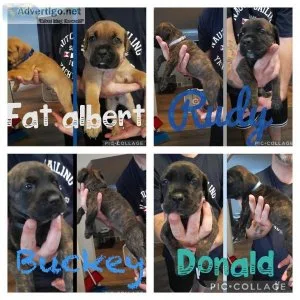 Cane Corso Puppies