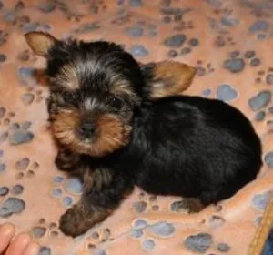 Yorkshire Terrier male Sweet