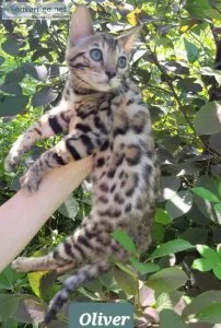 Bengal kittens  for sale
