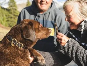 Train Your Dog with Best Dog Trainers in Delhi NCR