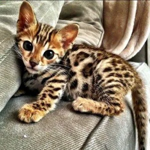 Female Bengal kitten