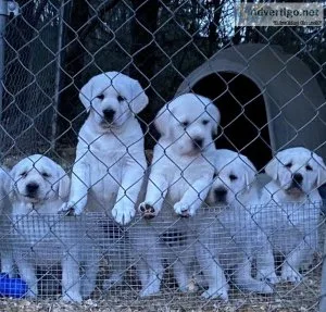 AKC LABS