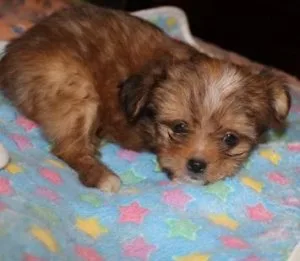Mi-Ki male dark gold - very sweet &quotChip&quot