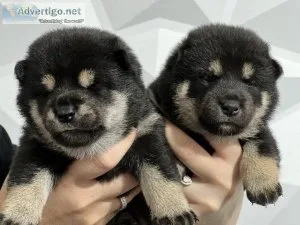 Black and Tan Shiba puppy availableOnly 5 forever home need appl