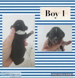 Sweet AKC Beagles