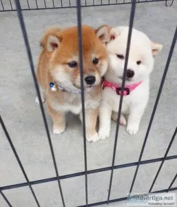 Shiba Inu puppies now available to go to a good family home