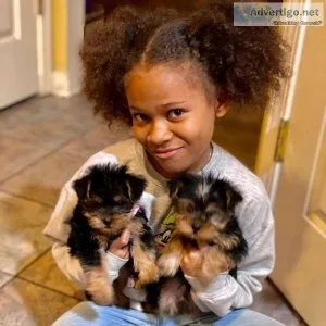 GORGEOUS MALE AND FEMALE YORKIE PUPPIES
