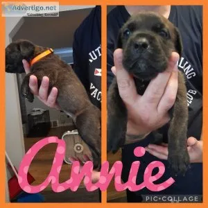 Cane Corso Puppies