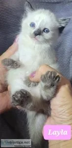 Ragdoll kittens for sale