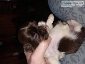 Pekingnese ckc