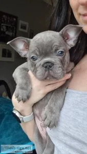 AKC Registered Quality French Bulldogs