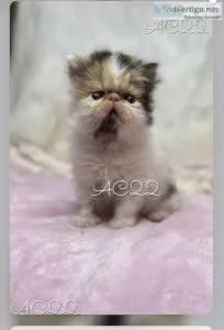 Female Persian
