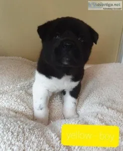 Puppies ready for new homes now