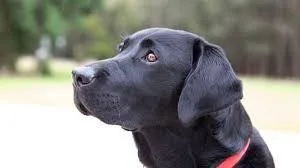 bruno