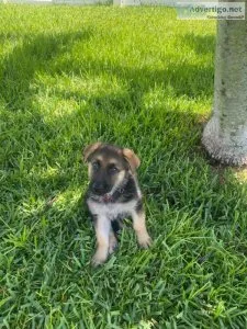 German Shepherds