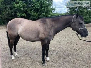 Jack Looking For New Home