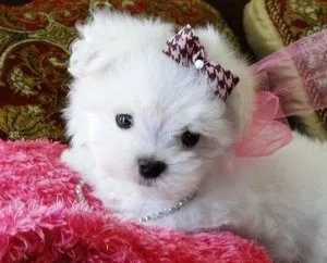cutty  male and female  Pure white Maltese puppies.