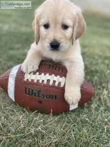 AKC Golden Retriever Puppies