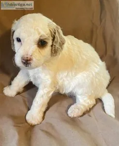 Cavapoo Puppies