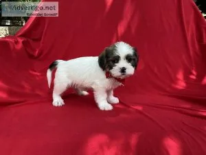 Mauzer Puppies