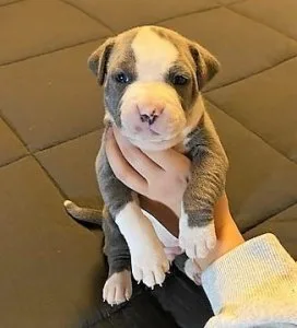 Really cute Bull Terrier male and female puppies.