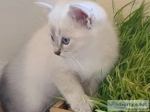 Scottish straight blue color point kitten