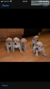Dog Sales