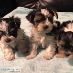 Affectionate puppies available