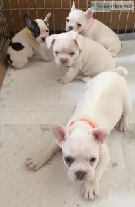 Beautiful French bulldog puppies x1 girl x 3 boys.