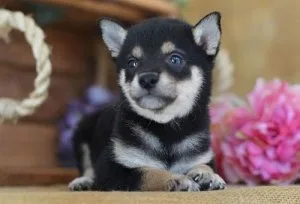 Shiba Inu Puppies now available