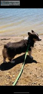 Akc registered bluie corgi