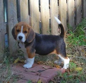 Beautiful Beagle Pups Available