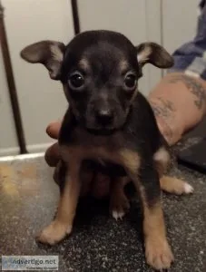 Male Black and Tan Chihuahua for Sale