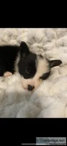 Corgi male