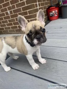 Ready to leave French bulldog puppies