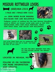 Akc Rottweiler puppies