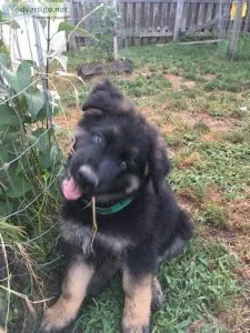 German Shepperd AKC