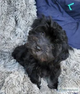 AKC Havanese Puppies