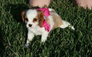 Cavalier King Charles Spaniel Puppies For Sale