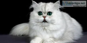 Persian cat price Delhi