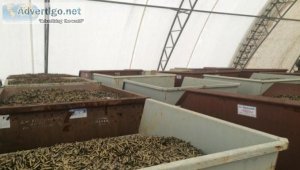 117000 lbs. of Expended Small Arms Brass For Sale