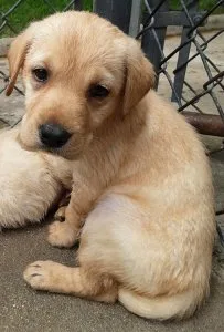 AKC Yellow Male Labrador Retriever Puppy