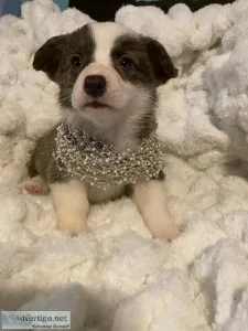 Registered brindle corgi female