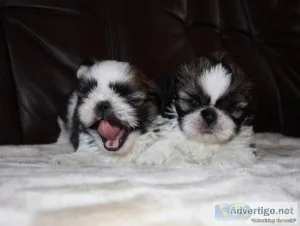 sweet well trained Cute Shih Tzu Puppies for sale