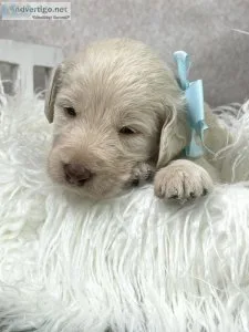 F1B Labradoodle Puppies Available