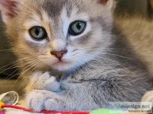 Blue golden chinchilla kitten