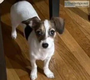 Cute little dog looking for a loving home
