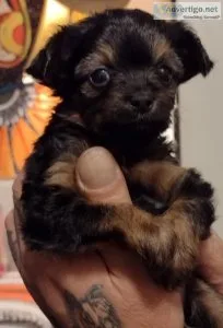 Male Chihuahuamix for sale
