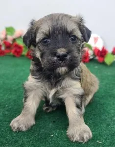 Ma1tipoo puppies